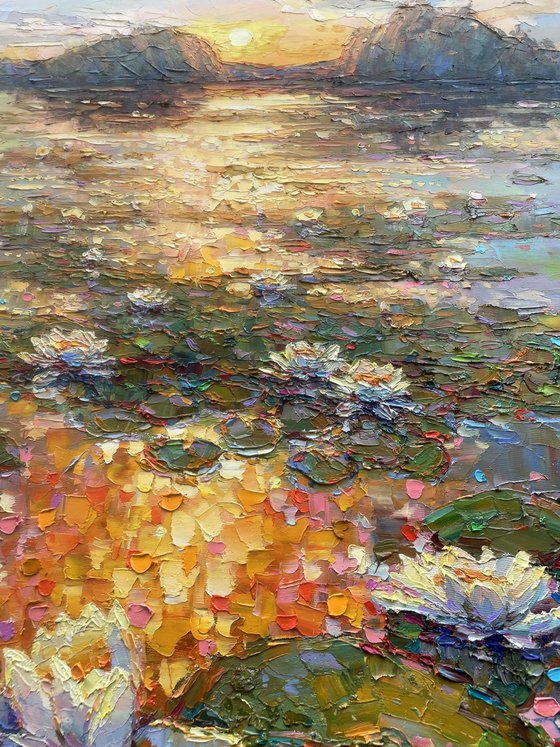 Water Lilies in Bloom