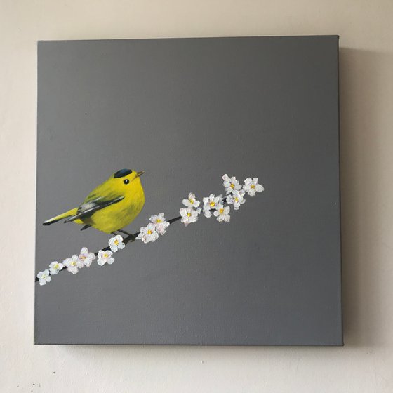 Wilson's Warbler on Cherry Blossom