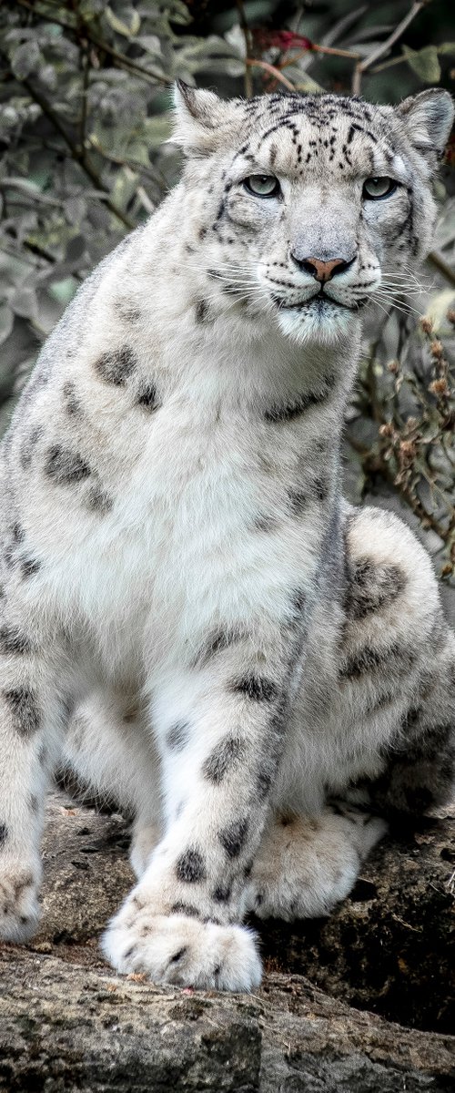 Snow Leopard ( Panthera Uncia ) by Stephen Hodgetts Photography