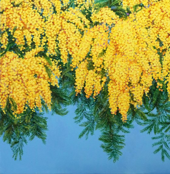 Mimosas in Bloom