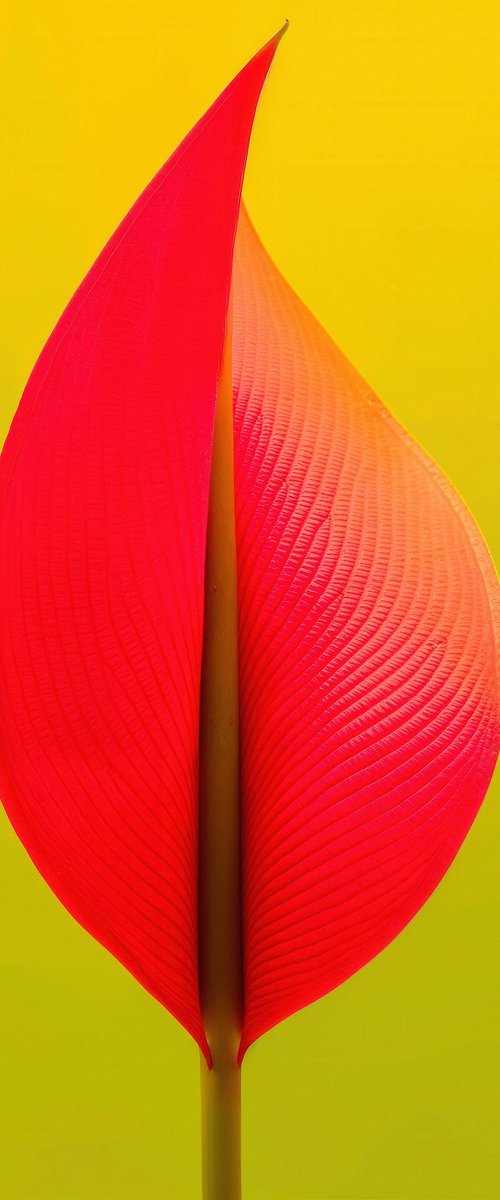 Floral Expressionism XIV by Richard Gibson