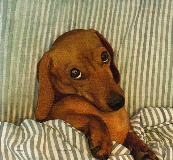 Dachshund VI