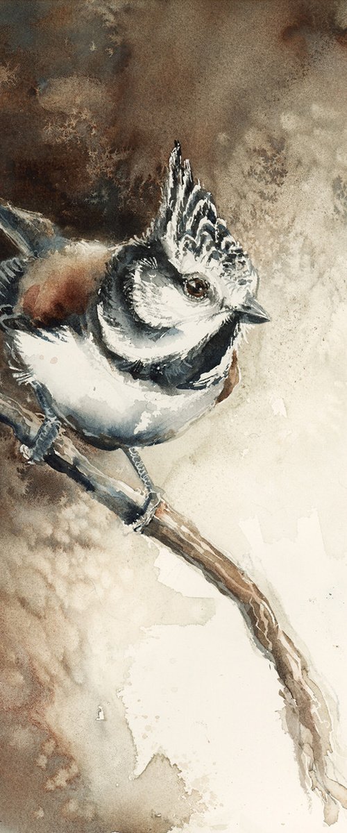 Crested tit, wildlife, birds watercolours by Karolina Kijak