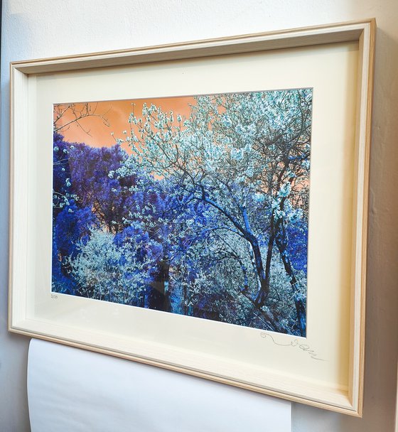 (FRAMED) Nature and Seasons