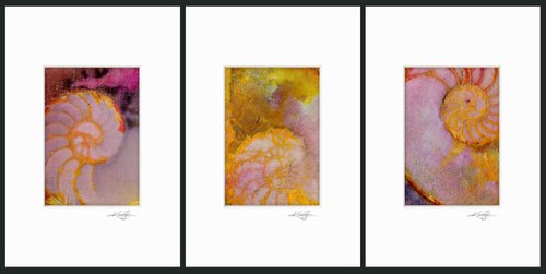 Nautilus Shell Collection 3 - 3 Small Matted paintings by Kathy Morton Stanion by Kathy Morton Stanion