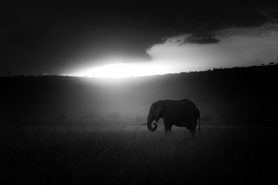 Awakening | African Elephant