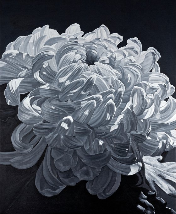 Chrysanthemum