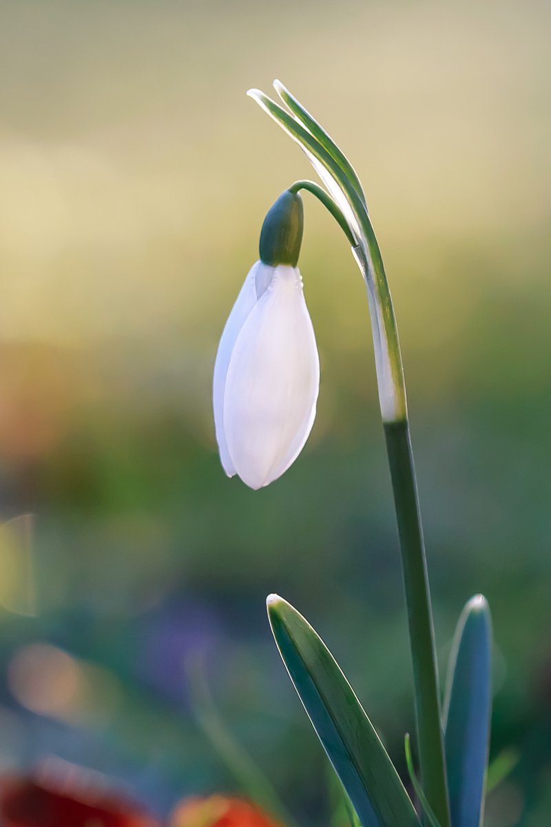 Here Comes The Sun (portrait) - art photo of a snowdrop flower, limited edition giclee pri... by Inna Etuvgi