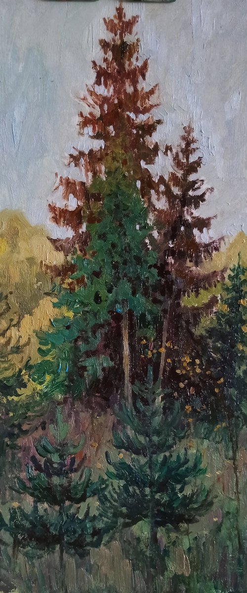 Evening spruces by Olga Goryunova