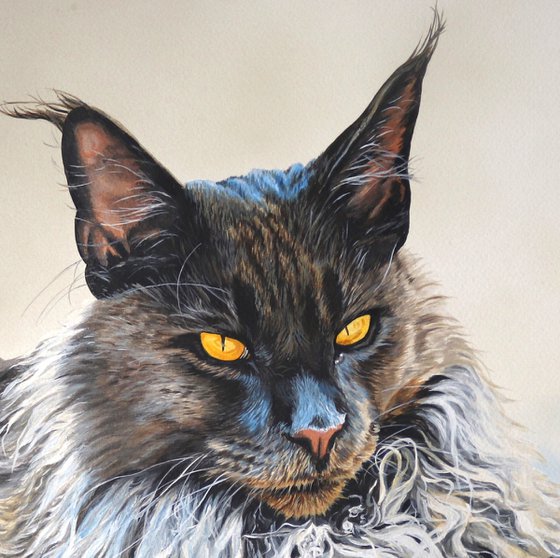 Maine Coon Ruff cat