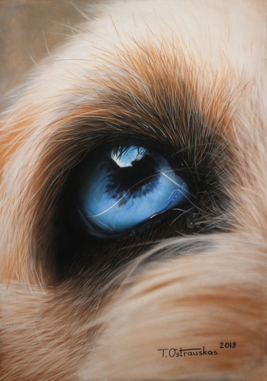 Dog Eye Pastel Drawing By Tomas Ostrauskas Artfinder