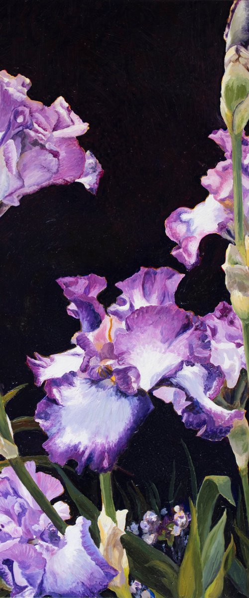 Iris by Sandra Bryant