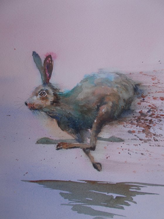 hare