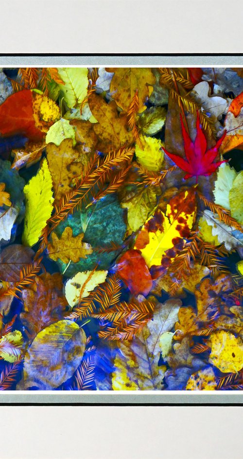 Fall in the pond. by Robin Clarke