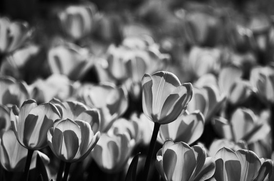 Tulips, Study II [Framed; also available unframed]