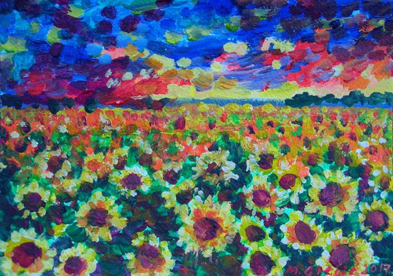 Sunflower fields 1