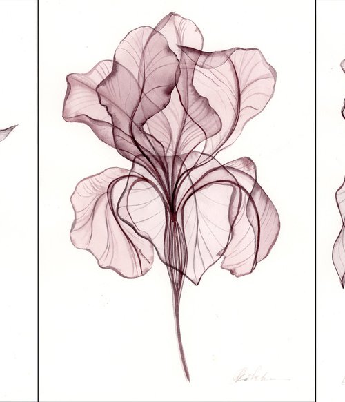3 Irises by Olga Kölsch