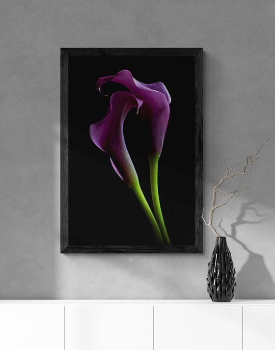 Grape Velvet Calla Lilies