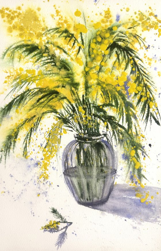 Mimosa branch Acacia Dealbata