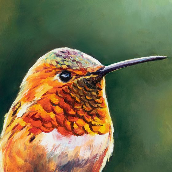 Rufous hummingbird in the wild