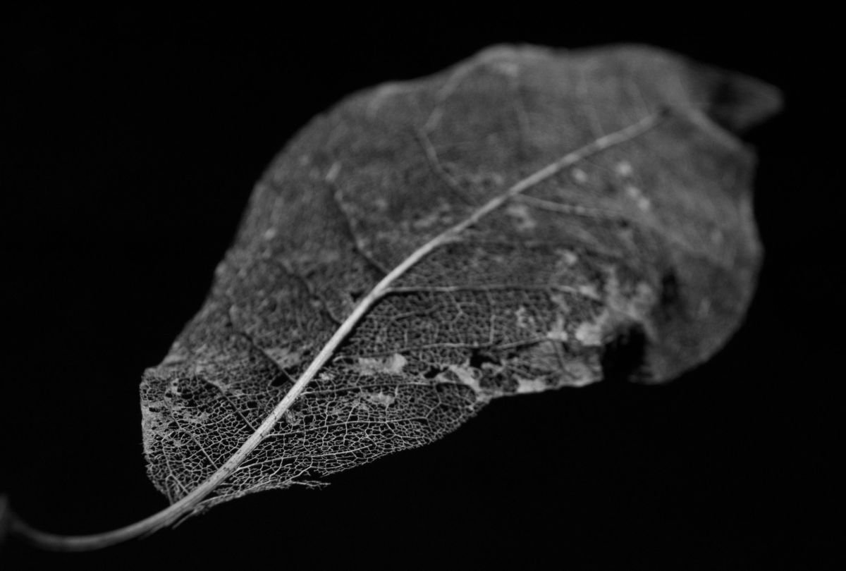 Skeleton Leaf, study I by Charles Brabin