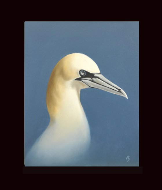 Gannet