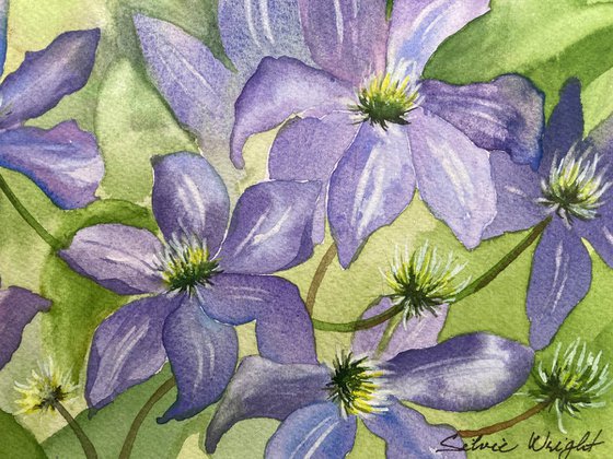 Blue Clematis