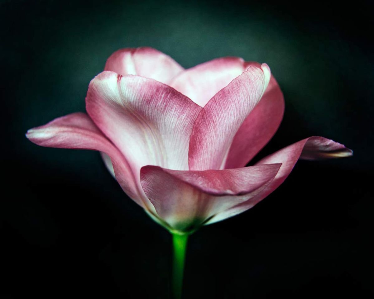 Photorealistic Botanical Photograph By Michael Filonow, 32 X 26", Rose On Black, Original Artwork