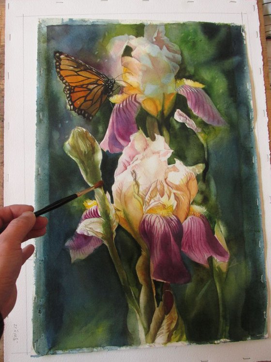 irises with monarch