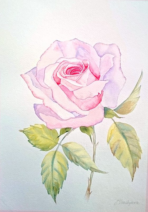 Rose. Watercolor painting on paper.