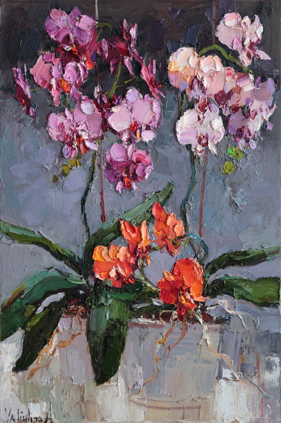 Orchids in Bloom