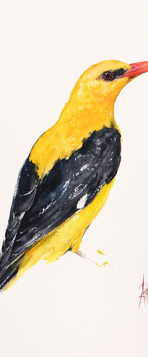 Golden Oriole by Andrzej Rabiega