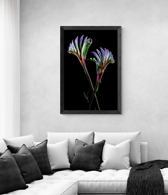 Masquerade kangaroo paw