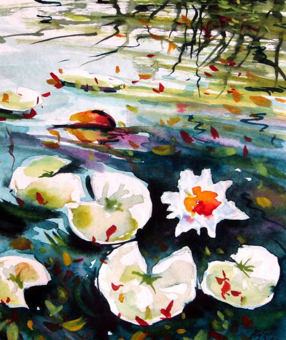 Water lilies collection