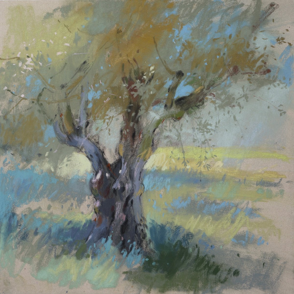Impressionistic Pastel Drawing , Olive Tree By Victoria Ramanovich, 12 X 12, Artwork For Sale On Artfinder