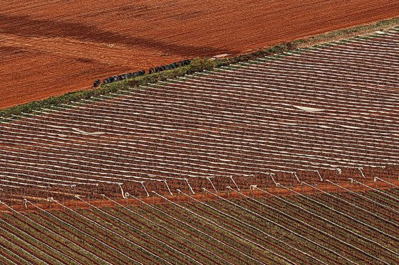 Vineyards