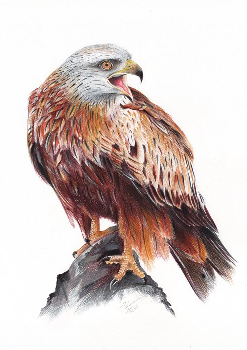 Red Kite by Daria Maier
