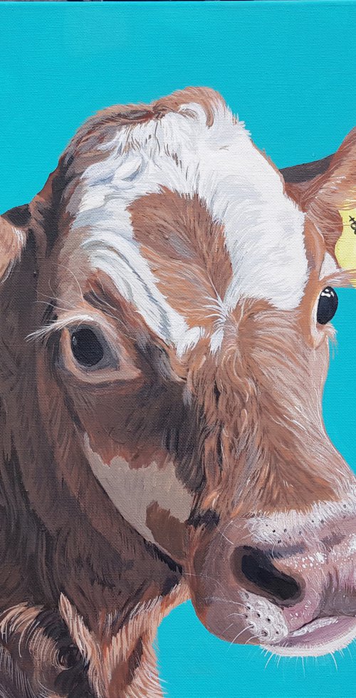 Amy the Calf by Sally Burrow