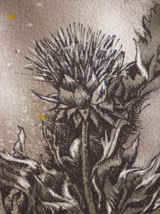 Thistle drawing