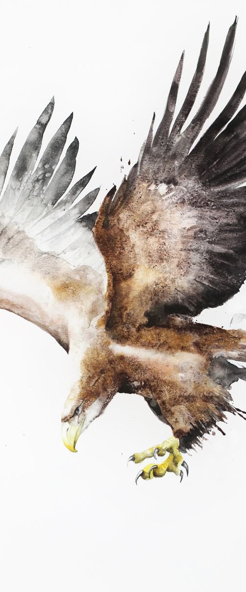 White-tailed Eagle (Haliaeetus albicilla), wildlife, bird, watercolour painting by Karolina Kijak