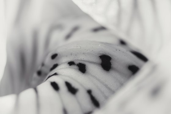 Where the Spring Born