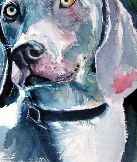 Weimaraner retriever