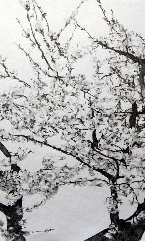 Cherry blossom study by Richard Freer