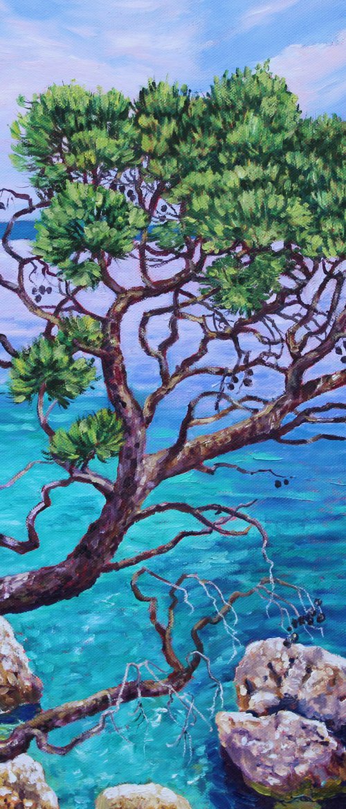 Cypress By The Sea by Zoe Elizabeth Norman