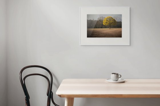 Golden Oak