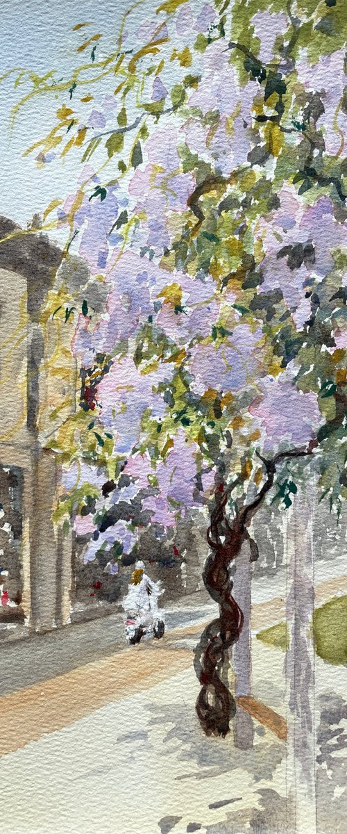 Wisteria in a small lane by Shelly Du