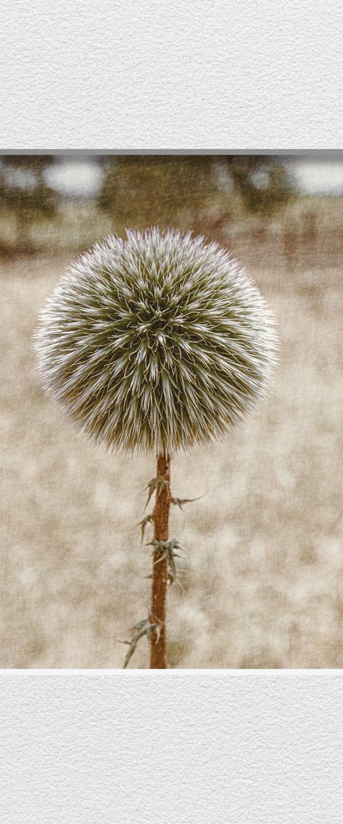 Echinops blooming in the garden by Lidiya Dmitrieva