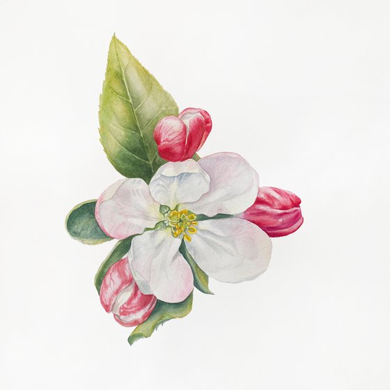 The apple tree is in bloom. Original watercolor artwork.