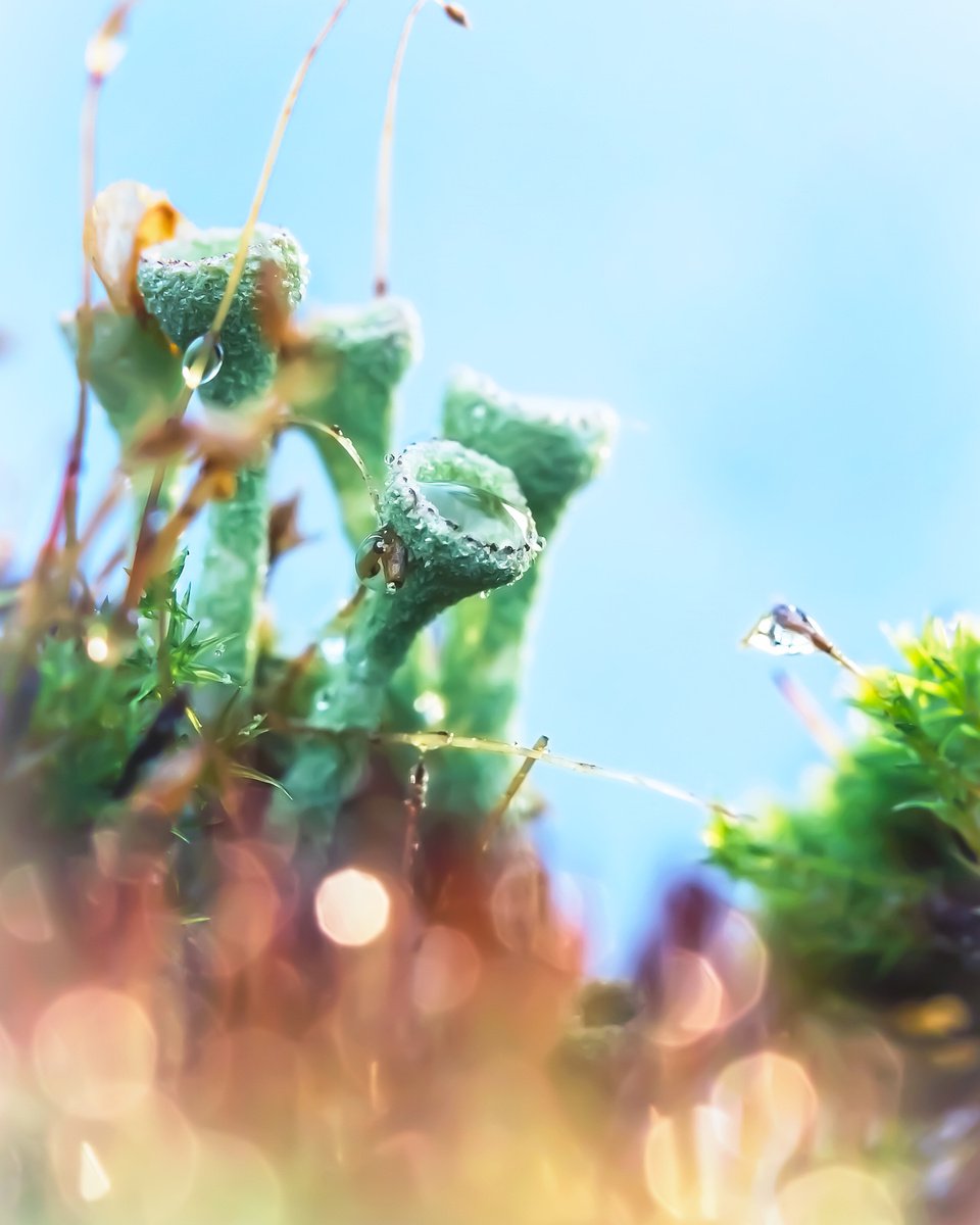 Alien in the sparks - a photo of otherworldly looking Cladonia Pixi-cup lichens in the dro... by Inna Etuvgi