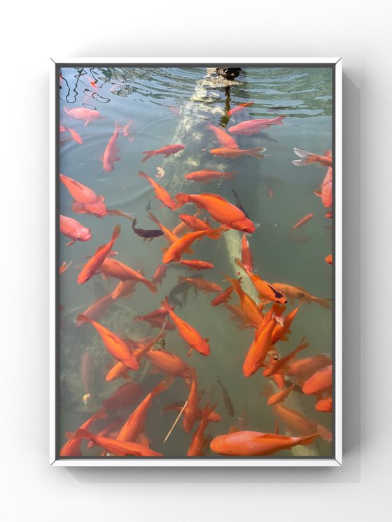Red fishes IV